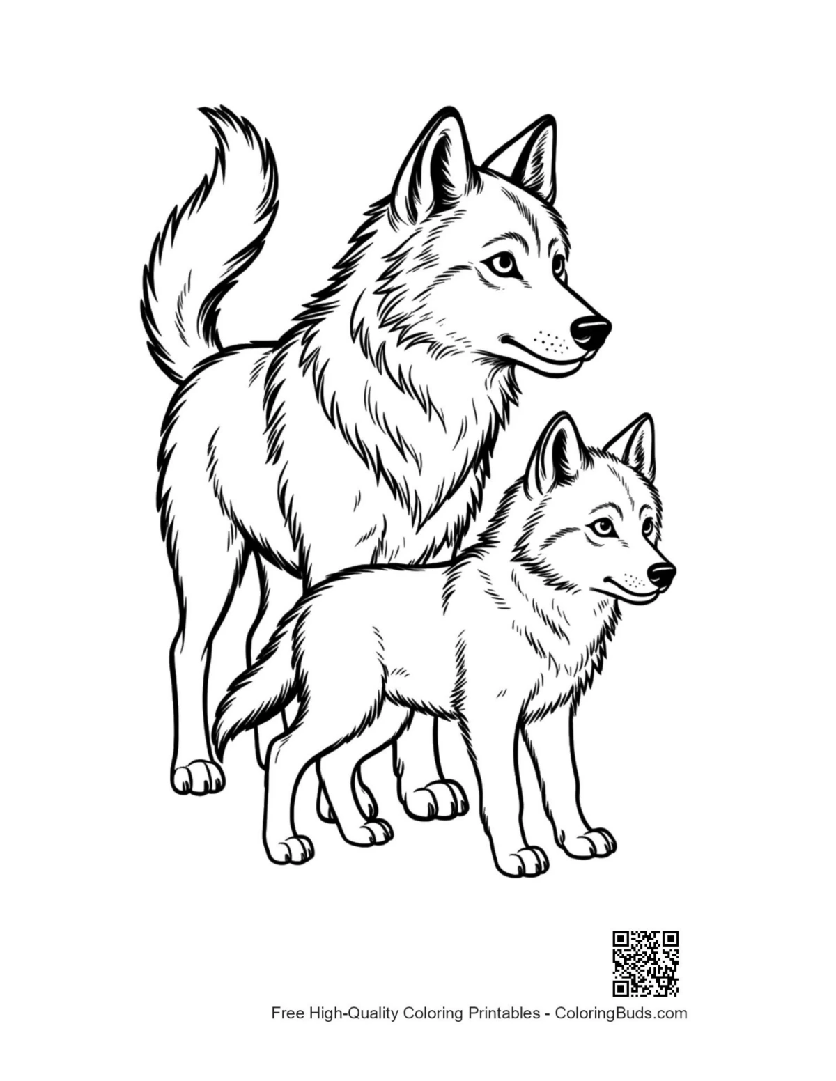 Outline of gray wolf pair for coloring