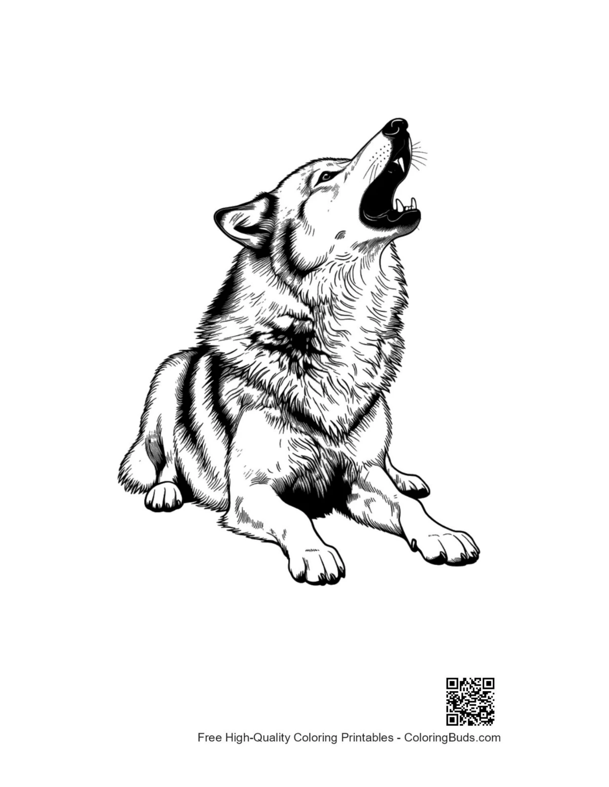 Detailed howling gray wolf sketch for coloring