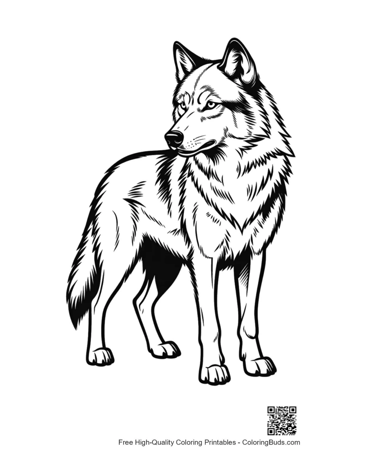 Majestic gray wolf standing proudly coloring outline
