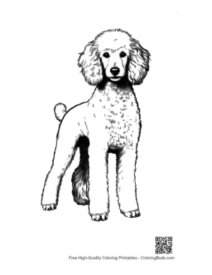 Thumbnail: Adorable Poodle Standing Proudly