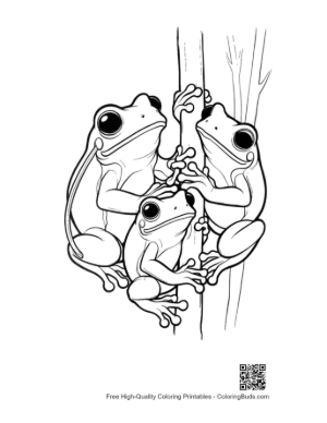 Thumbnail: Three Tree Frogs Clinging to Tree Branch