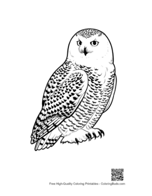 Thumbnail: Snowy Owl with Piercing Gaze in Line Art