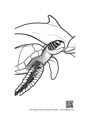 Thumbnail: Green Sea Turtle and Dolphin Line Art