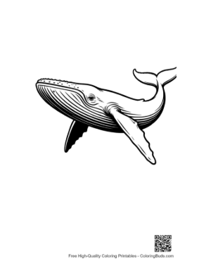 Thumbnail: Blue Whale Line Art Illustration