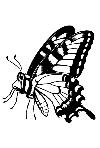 Black and White Swallowtail Butterfly Tattoo