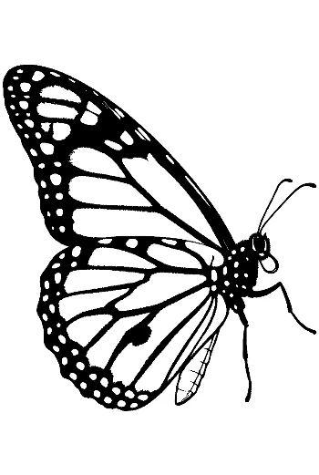 Elegant Monarch Butterfly Line Art