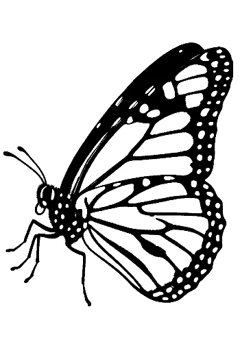 Monarch Butterfly Line Art Silhouette