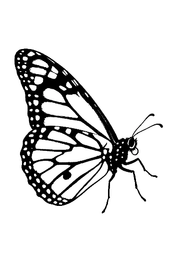 Monarch Butterfly Line Art