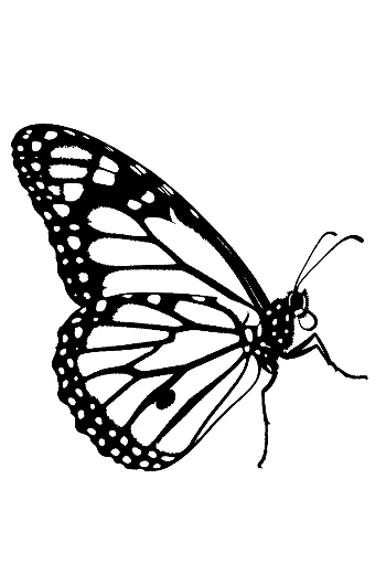 Monarch Butterfly Silhouette