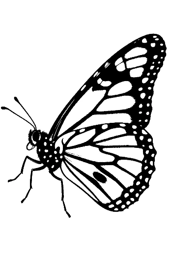Monarch Butterfly Silhouette