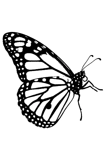 Monarch Butterfly Silhouette