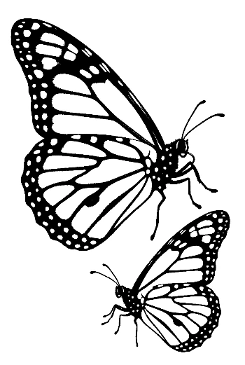 Pair of Monarch Butterflies Line Art