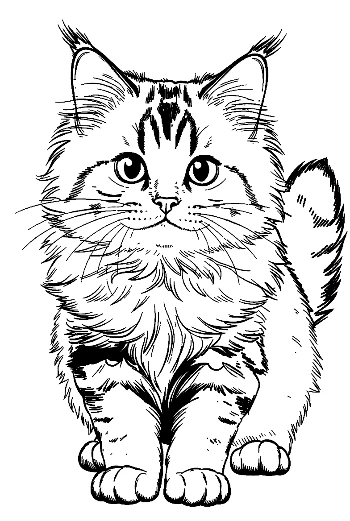 Cute Maine Coon Kitten Sketch