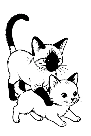 Verspielte Siamkätzchen beim gemeinsamen Liebesspiel