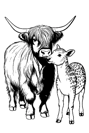 Hochlandkuh und Kalb schmusen zärtlich miteinander.