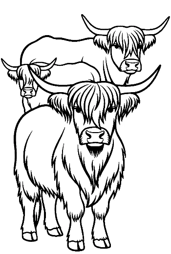 Highland Cow Family Illustration