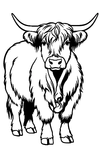 Highland Cow Illustration