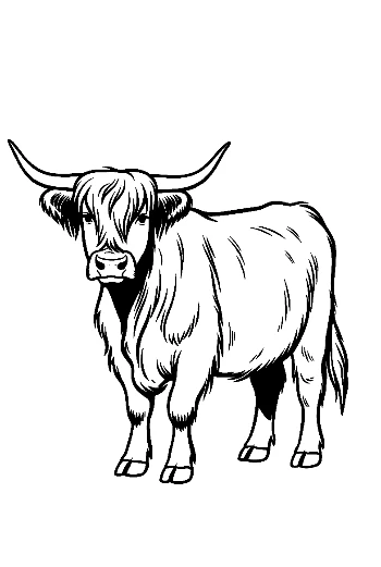 Highland Cow Portrait