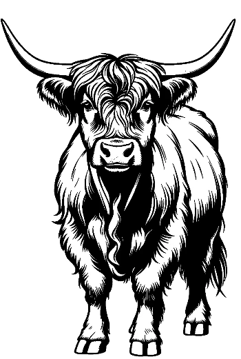 Highland Cow Portrait