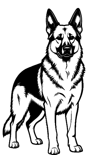 Aufmerksamer Deutscher Schäferhund steht stolz da