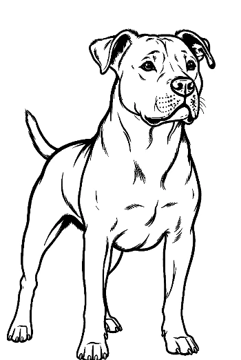 Confident Pitbull Standing Proudly