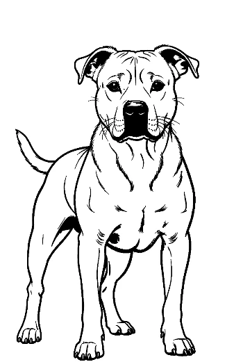 Confident Pitbull Standing Proudly
