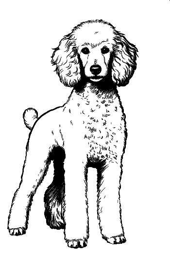 Adorable Poodle Standing Proudly