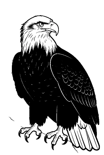 Fierce Bald Eagle Line Art Portrait