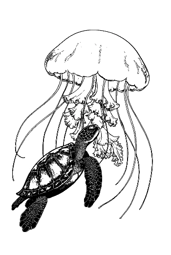 Sea Turtle Nibbling Moon Jellyfish