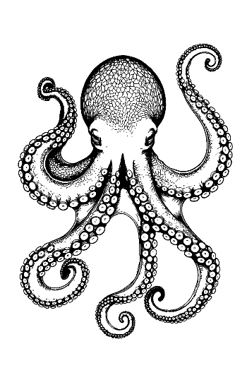 Gigantic Octopus Ink Drawing