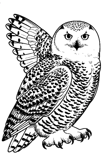 Fierce Snowy Owl Spreading Wings