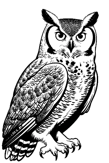 Great Horned Owl Staring Fiercely
