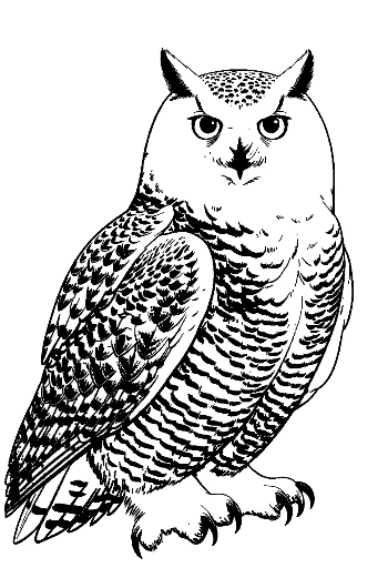 Majestic Snowy Owl in Line Art