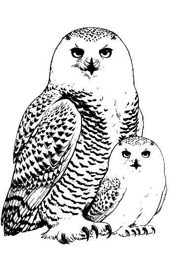 Snowy Owl Parent with Adorable Owlet