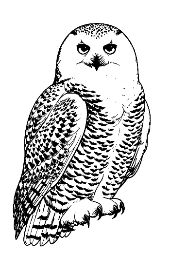 Snowy Owl with Piercing Gaze