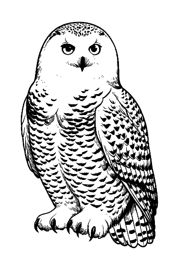 Snowy Owl with Piercing Gaze