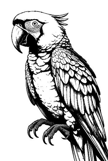 Majestic Hyacinth Macaw Line Art Portrait