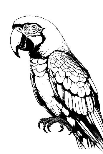 Majestic Macaw Parrot Line Art
