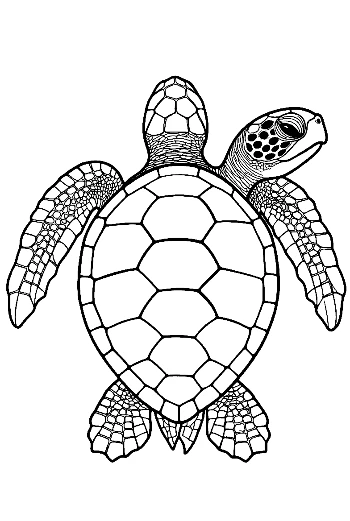 Cute Baby Sea Turtle Line Art