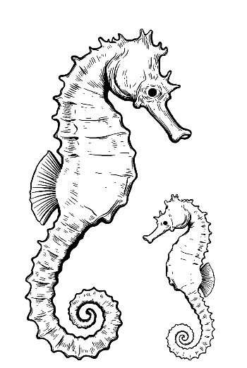 Mother Seahorse and Baby in Coral