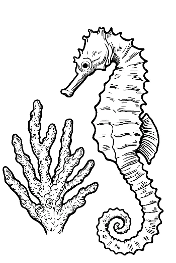 Seahorse Amid Coral Reefs