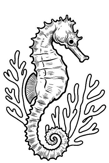 Seahorse in Coral