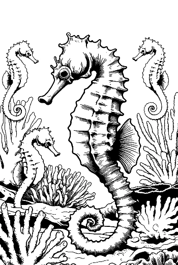 Seahorses Among Coral Reefs