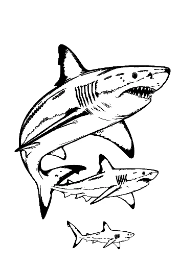 Great White Sharks Leaping in Bold Line Art