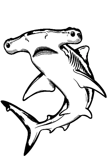 Hammerhead Shark Line Art