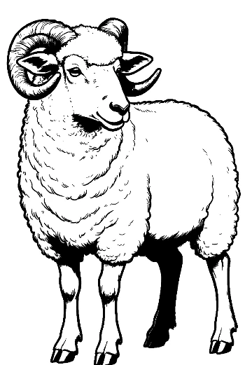 Woolly Ram Illustration