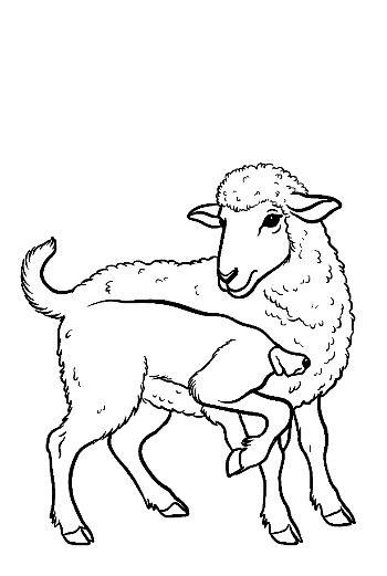 Woolly Sheep Standing Gracefully