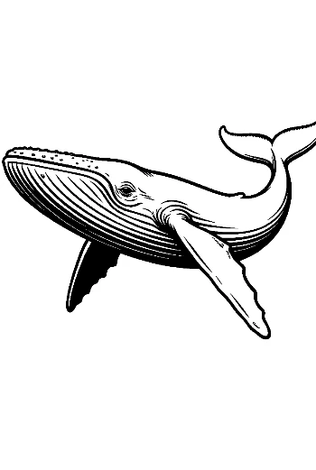 Blue Whale Line Art Illustration