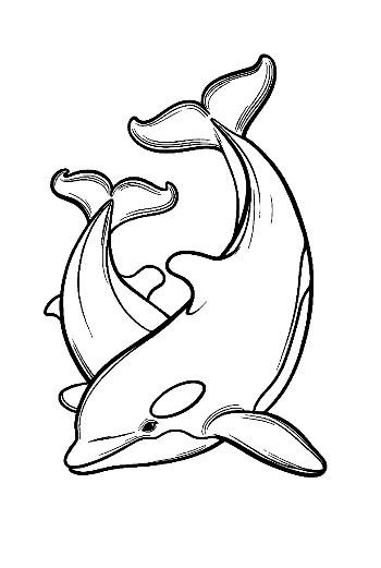 Two Orcas Entwined in Graceful Dance