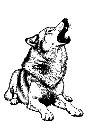 Howling Gray Wolf Sketch